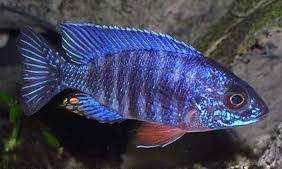 Aulonocara hansbaenschi 5-6 cm